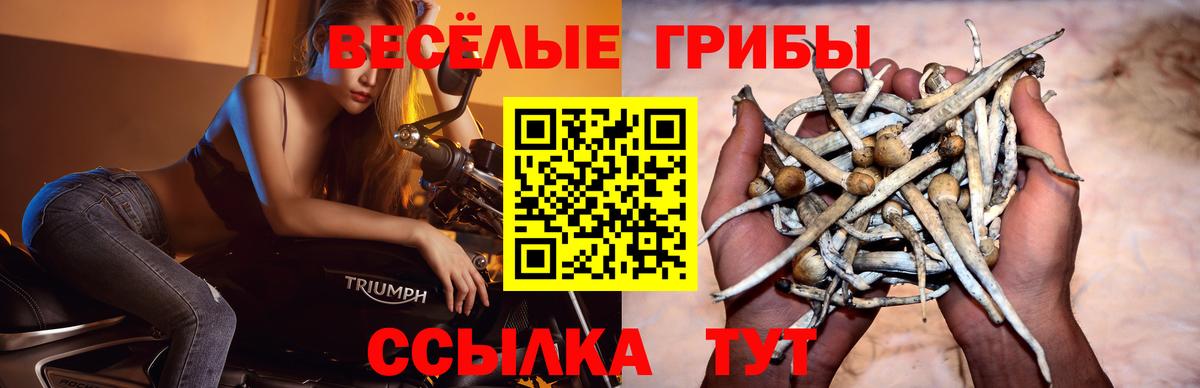 Рассказово  Галлюциногенные грибы Psilocybine cubensis  Вход с VPN 